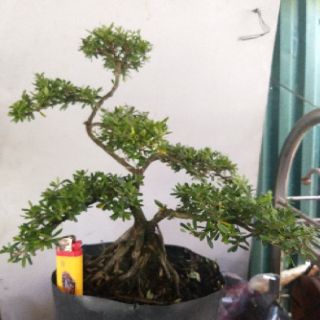 Linh sam bonsai thành phẩm