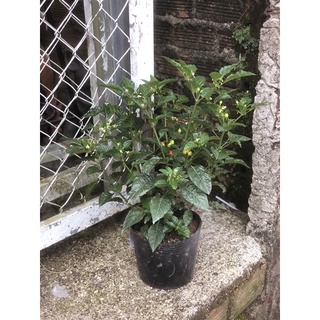 Cây ớt Chiltepin