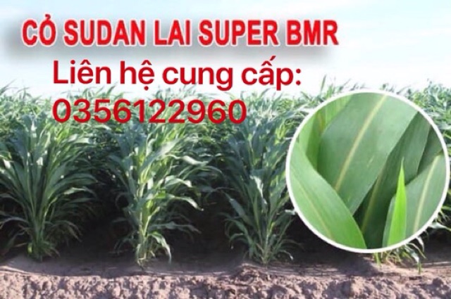 Combo 0,5kg cỏ xả Mobasa Ghine và 0,5kg cỏ Ngô Sudan Super BMR