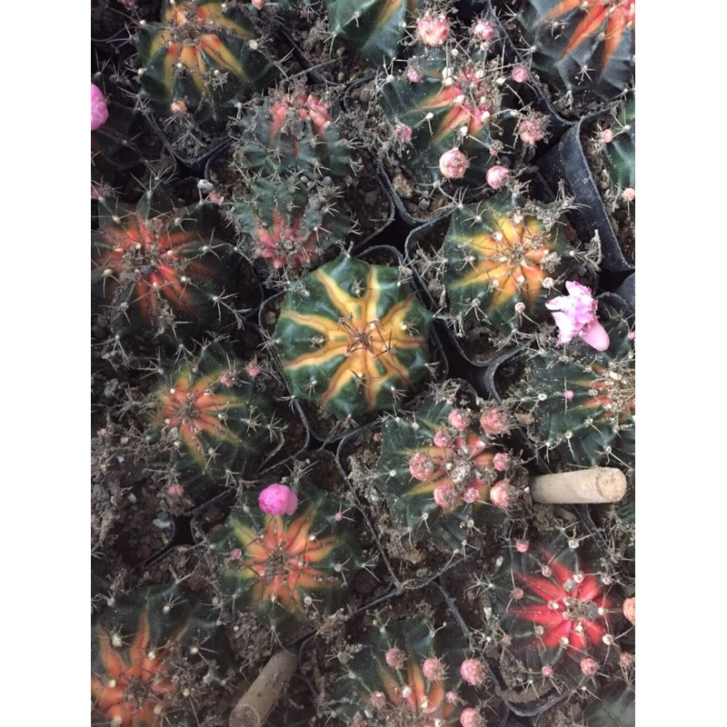 cây xương rồng gym màu