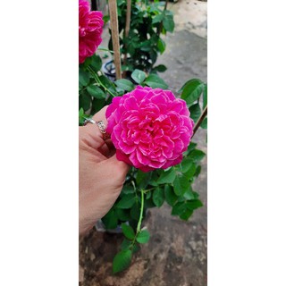 Hoa hồng chậu tường vi