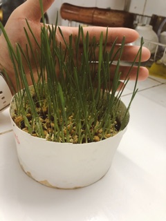 Hạt giống Cỏ Mèo