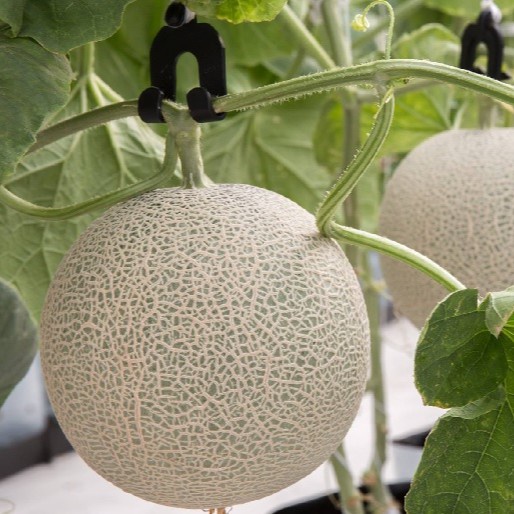 Hạt giống dưa lưới F1 Loại dễ trồng năng suất cao kháng sâu bệnh ( gói 50gram, 100gram , 200gram)