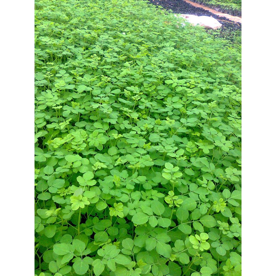 Hạt giống cây chùm ngây 🍀 dinh dưỡng cực cao 🍀 cực dễ trồng