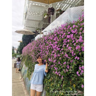 Cây Trâm Ổi Hoa Tím