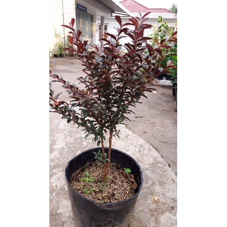 Cây ổi sẻ tím