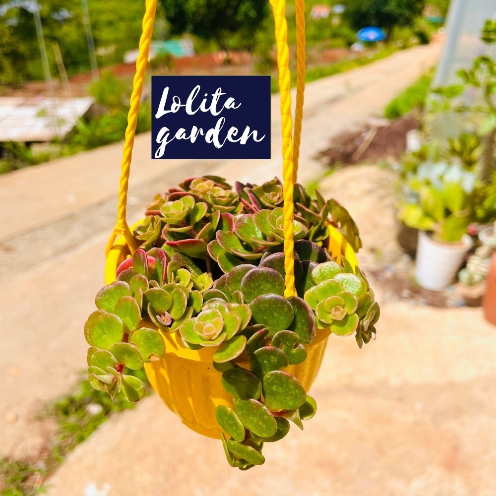 Sen đá sedum vảy cá chép chậu treo Đà Lạt size trung bình cây cảnh trang trí nhà cửa Lolita garden