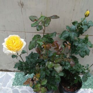 Chậu cây hoa hồng leo vàng pháp, đẹp quý phái.