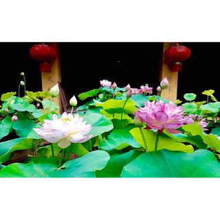 Hạt giống Hoa Sen Cung Đình mix màu