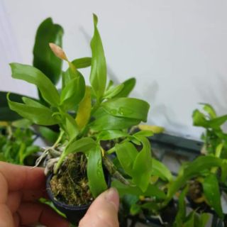 Hoa phi điệp tím kie giống