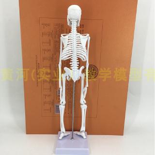 Mô Hình Bộ Xương Người 85cm