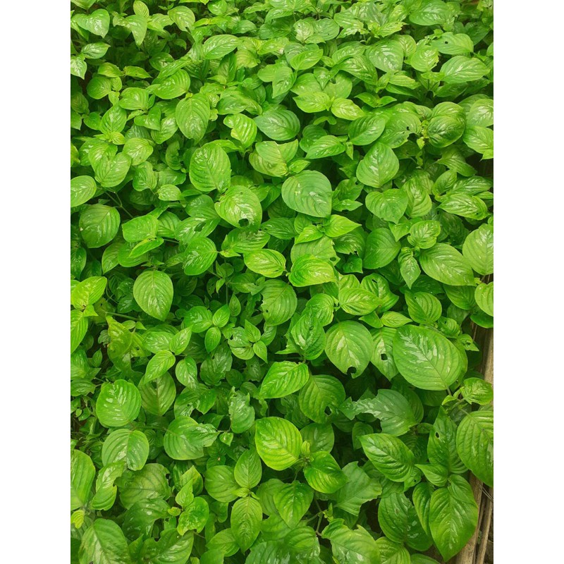 🌱🌱🌱 CÂY GIỐNG LÁ CẨM TÍM 🌱🌱🌱