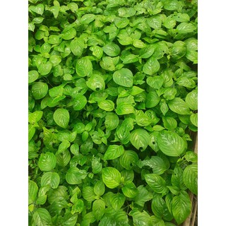 🌱🌱🌱 cây giống lá cẩm tím 🌱🌱🌱