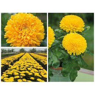 2500 HẠT GIỐNG HOA CÚC VÀNG