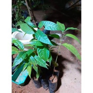 Combo 4 cây giống bình bát
