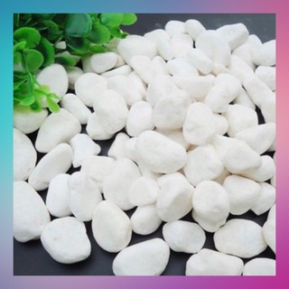 Đá Sỏi Trắng 2-3 Cm- 500g Trang Trí Tiểu Cảnh,Bể Cá, Cây Cảnh - [ Xưởng Thủy Sinh TS Online37 ]