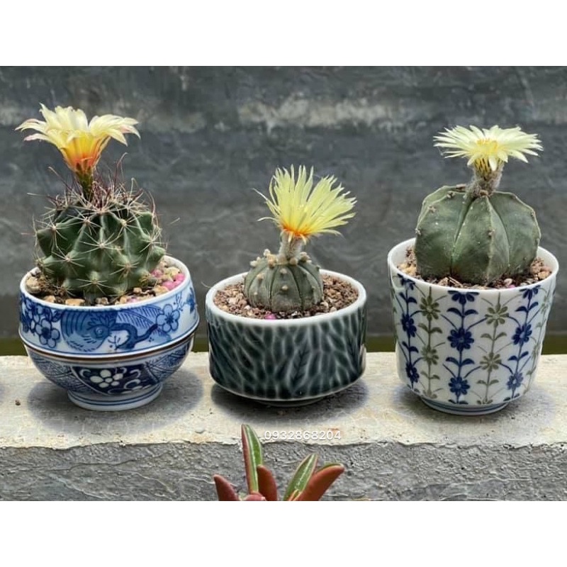 Chậu ly gốm nhật trồng xương rồng sen đá (6-8cm) P1
