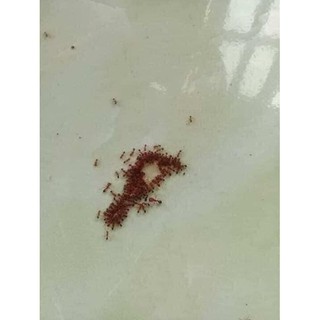 Thuốc diệt kiến và gián sinh học