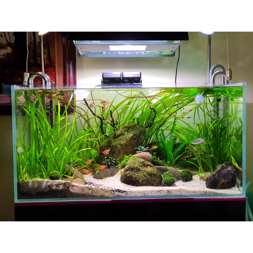 Bể kính siêu trong nhập khẩu 60 x 30 x 36cm