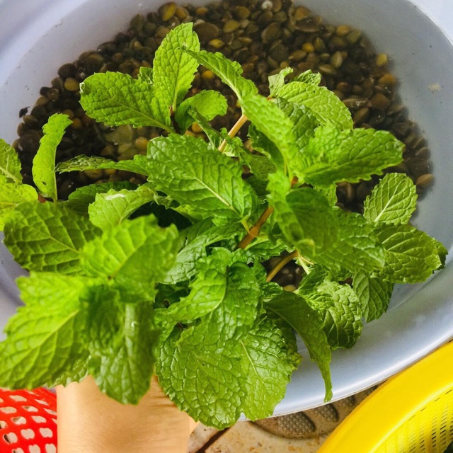 Rau húng lủi, 5-7 cay ,ko kèm chậu