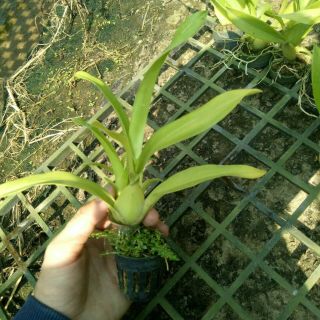 Vũ nữ Sugar cây giống