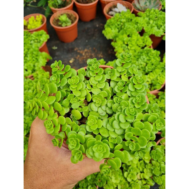Sen đá sedum vảy cá