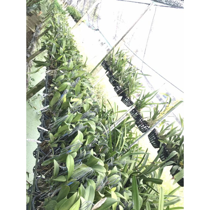 Hoa lan Cattleya Rungnapha cây đẹp, hoa to