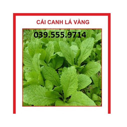 Hạt giống Cải Canh Lá Vàng Cao Sản– 20gram