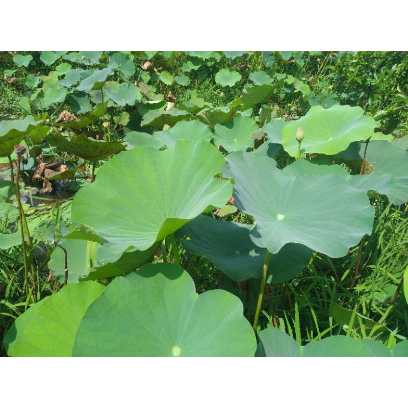 Lá sen tươi 1kg