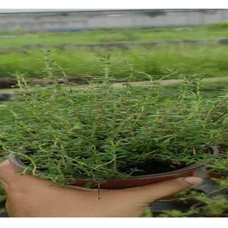 Hạt giống Cỏ Xạ Hương(Thyme)