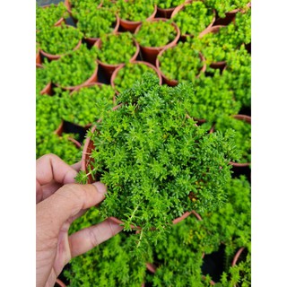 Sen đá sedum xanh (size trung)