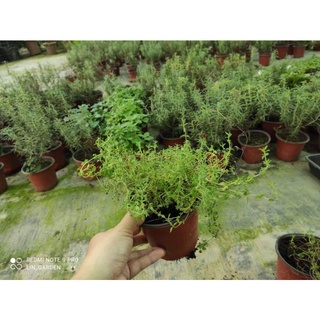 [Ship hoả tốc] cây gia vị Xạ hương (Thyme)