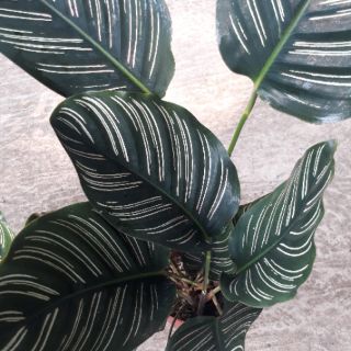 🌿🍒 Combo 02 cây đuôi công sọc tím 🌿🍒
