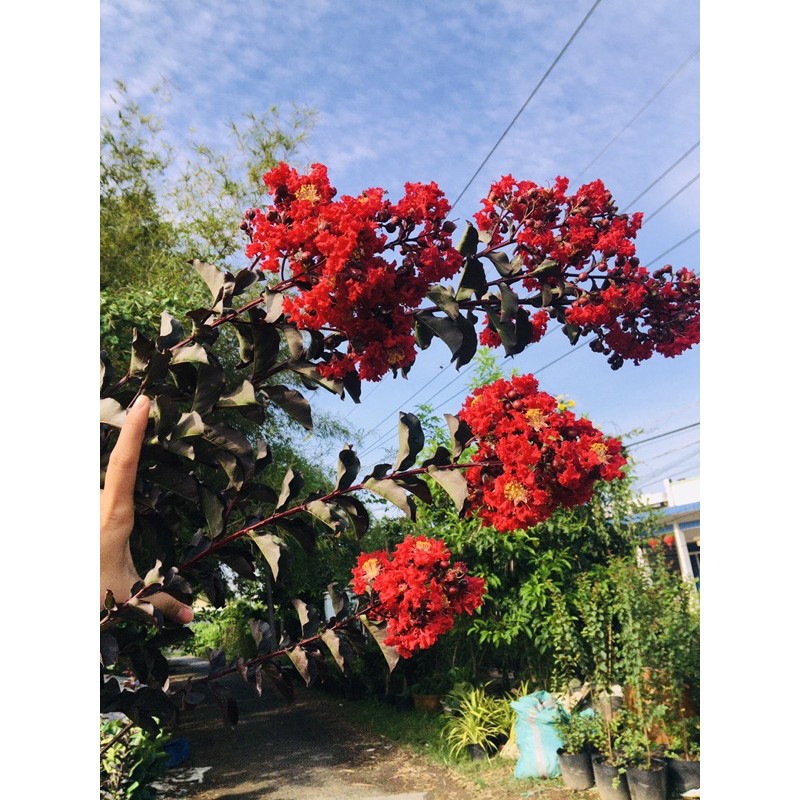 Combo 2 Cây tường vi huyết long