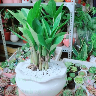 Chậu kim phát tài