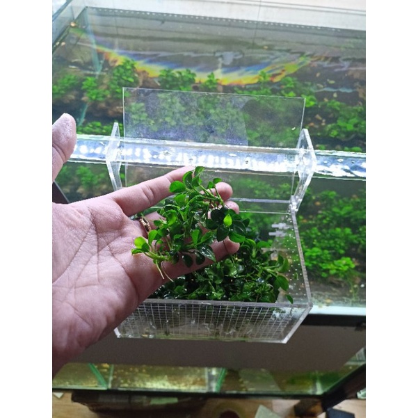 GIÁ THỂ 4 NGỌN RÁY NANA PETITE THÁI - TRANG TRÍ HỒ TÉP