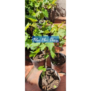 Cây Nho Phù Thủy Halloween (Witch Finger)
