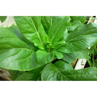 Hạt cải ngồng - gói 20 gram