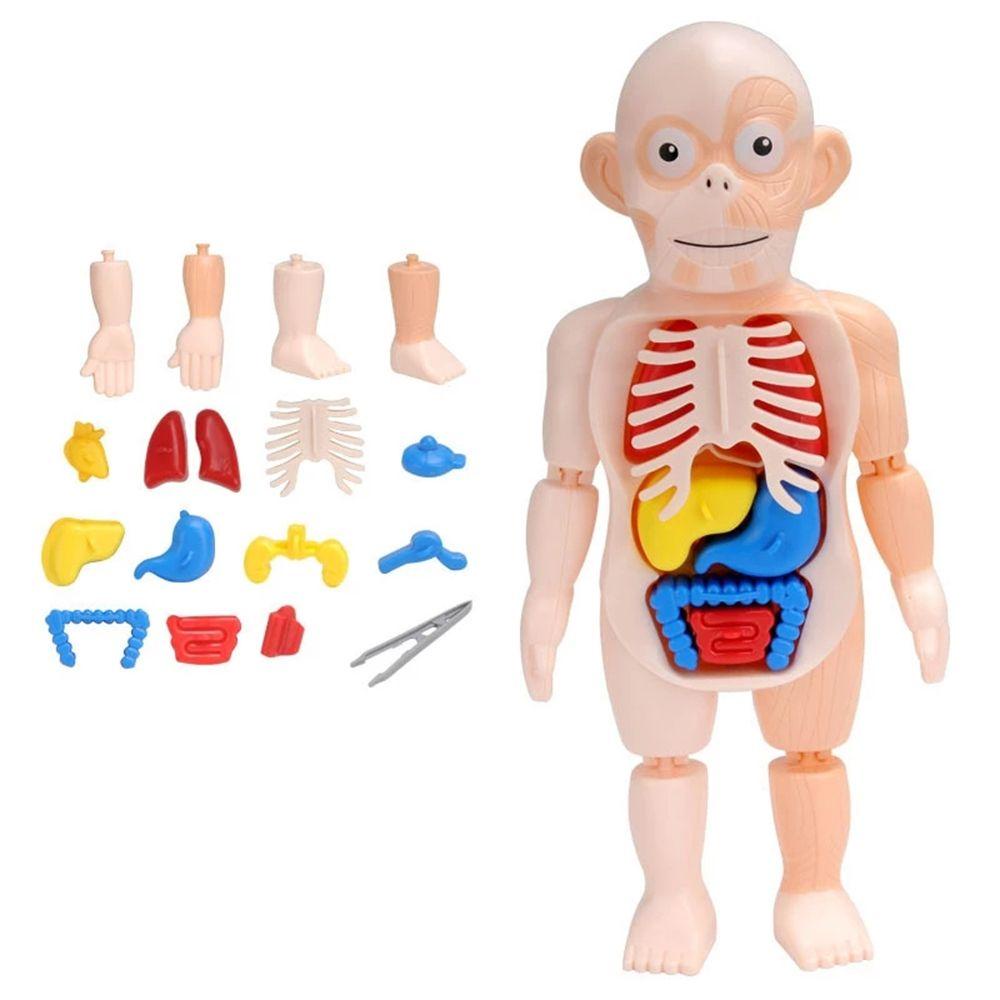 Mô Hình Cơ Thể Người Bằng Organzan Độc Đáo Cho Bé