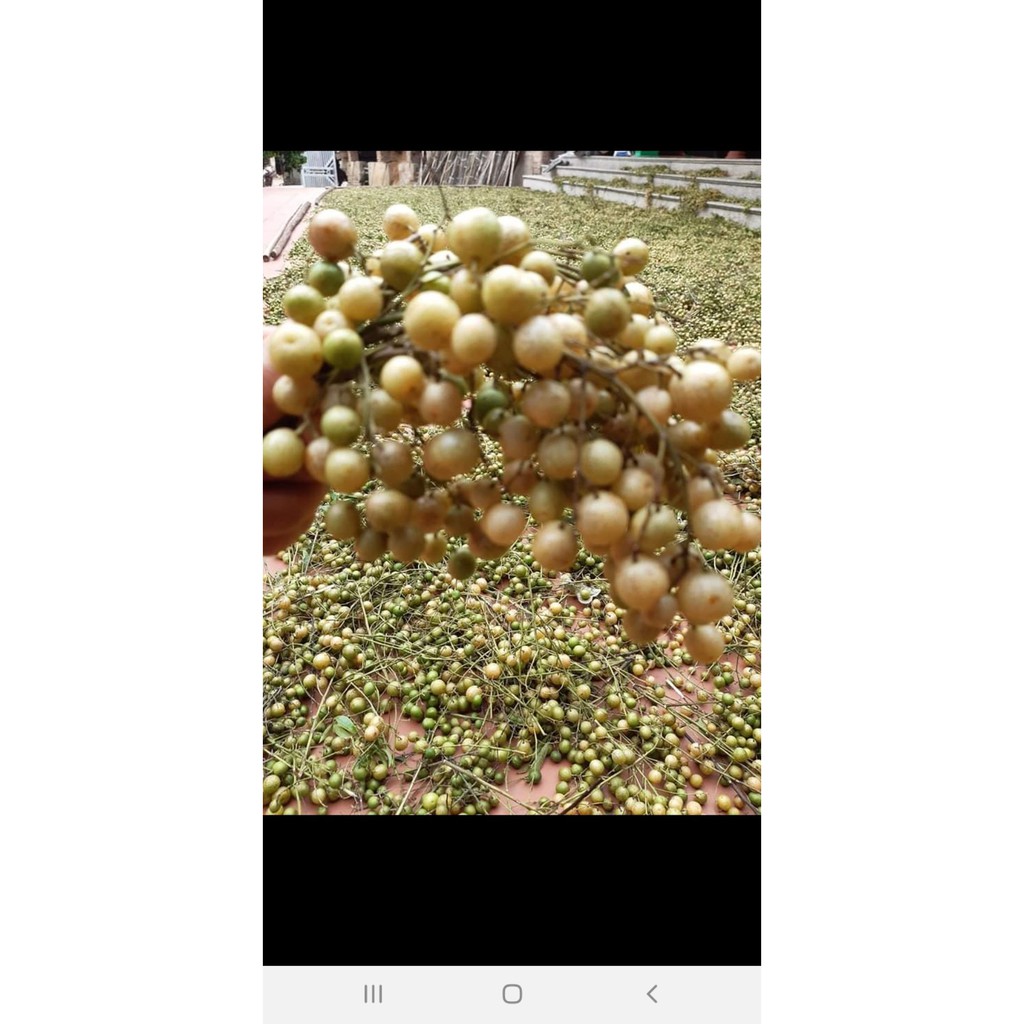 QUẢ MẮC MẬT 100G