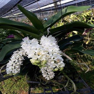 Hoa lan giáng hương ngọc điểm trắng(đai châu trắng)