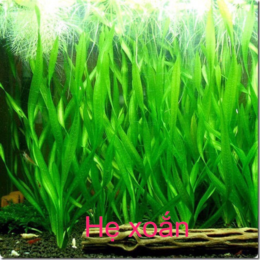 CÂY HẸ XOẮN THUỶ SINH - MÀU SIÊU ĐẸP, SIÊU XINH CHO BỀ THUỶ XINH LONG LANH