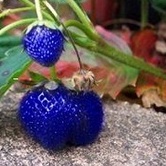 Gói 50 hạt giống dâu tây Mix nhiều màu