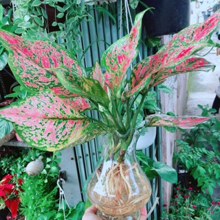 Chậu Cây Vạn Lộc Thuỷ Sinh