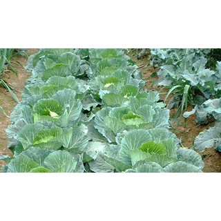 100 hạt giống bắp cải xanh