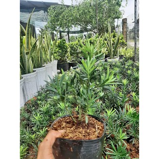 Combo 20 cây vạn niên tùng