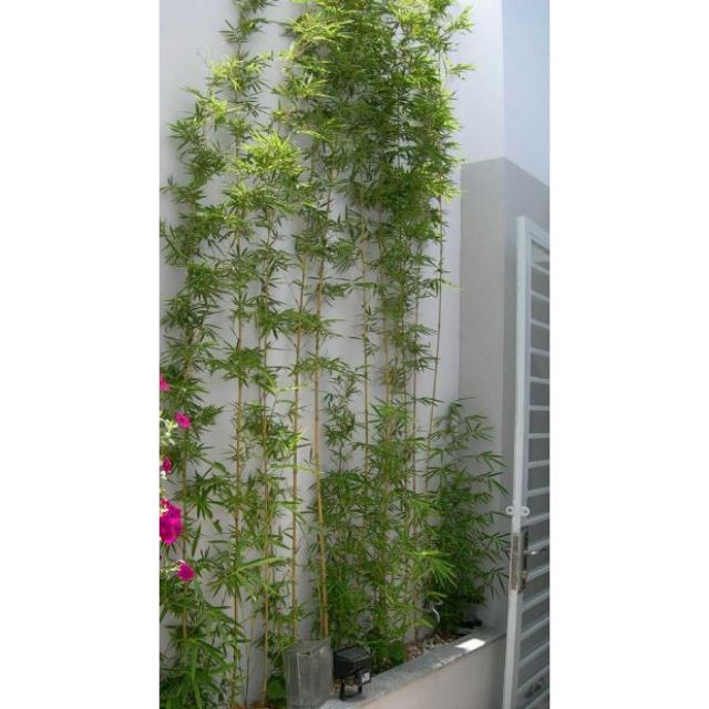 Cây 🌲 Trúc Quân Tử  bụi 3 cây ( 1m6 )