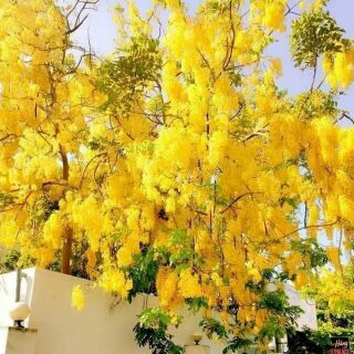 Cây giống osaka nhật bản ( Muồng hoàng yến)