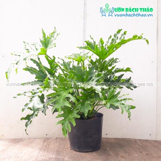 Cây trầu bà thanh xuân cao 50-70cm, bụi to khỏe 1 nhánh
