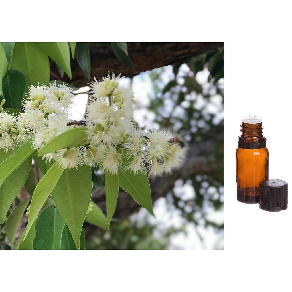 Tinh Dầu Tràm Gió Thiên Nhiên giải cảm, làm đẹp da, đuổi muỗi, chống côn trùng Cajeput Essential Oil AloAroma